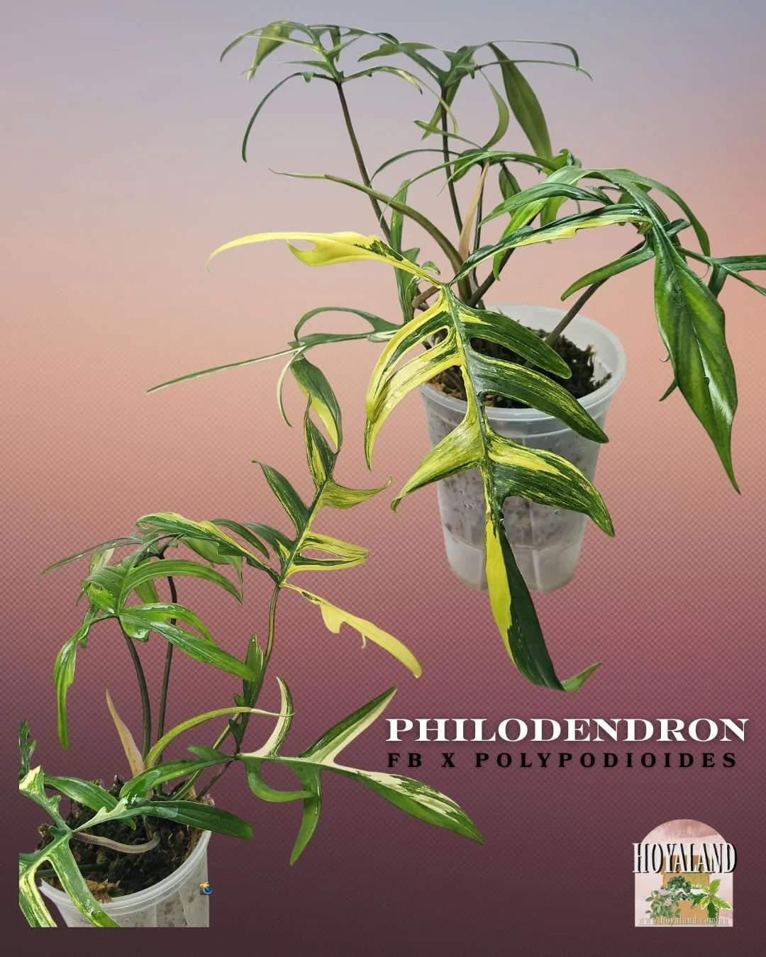 902 斑入P.(polypodioides x Florida Beauty) 🖤 Philodendron Florida Beauty X Polypodioides Rare Plant A